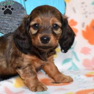 Twinkie, Dachshund Puppy